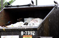 The Politics of Solid Waste Management 